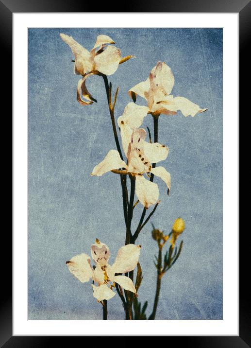 White Delphinium of Remembrance Framed Mounted Print by John Williams