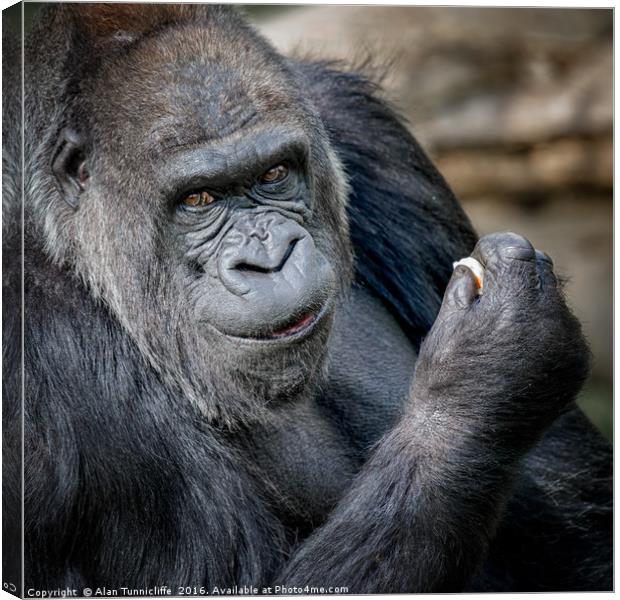 Silver back gorilla Canvas Print by Alan Tunnicliffe