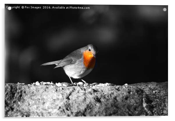 Robin redbreast bird Acrylic by Derrick Fox Lomax