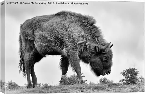 Lone European bison mono Canvas Print by Angus McComiskey