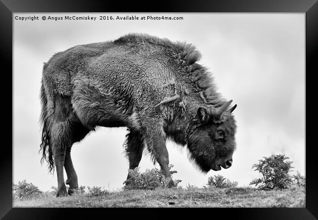 Lone European bison mono Framed Print by Angus McComiskey