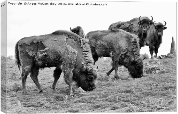 Group of European bison mono Canvas Print by Angus McComiskey