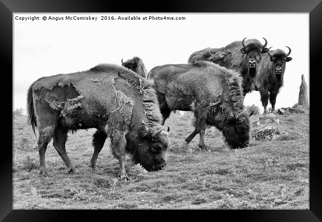 Group of European bison mono Framed Print by Angus McComiskey