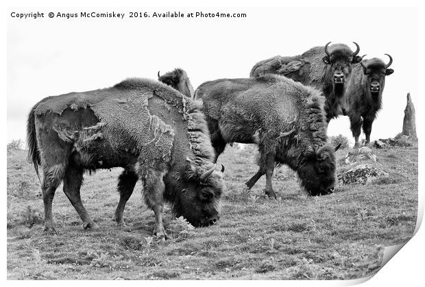 Group of European bison mono Print by Angus McComiskey