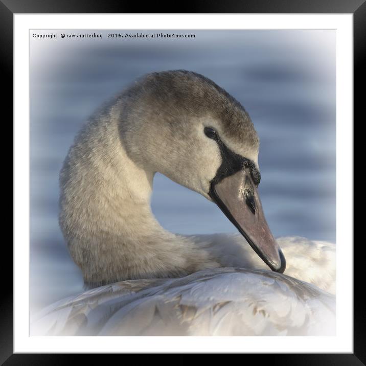  Beautiful Swan Framed Mounted Print by rawshutterbug 