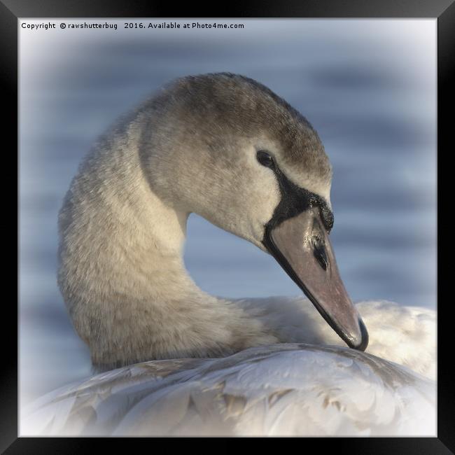  Beautiful Swan Framed Print by rawshutterbug 