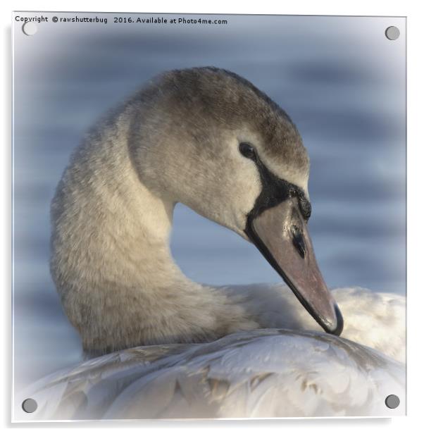  Beautiful Swan Acrylic by rawshutterbug 