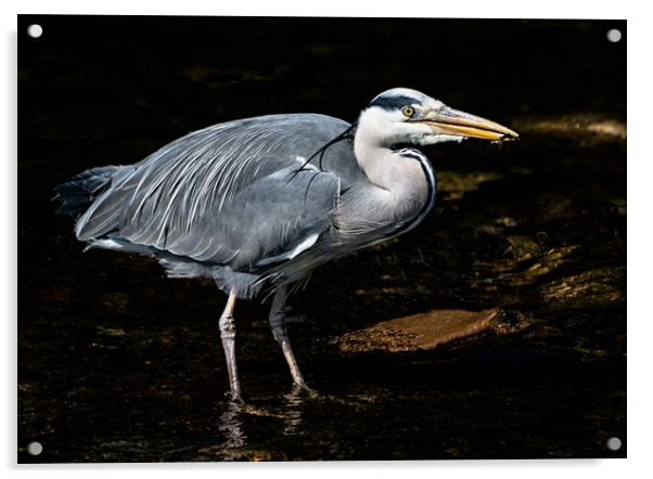 Grey Heron Feeding Acrylic by Matt Johnston