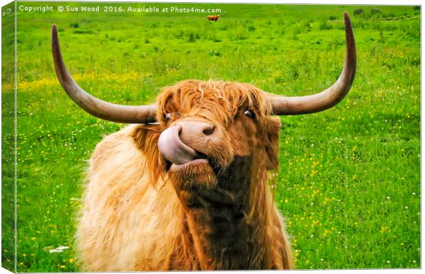 Hairy cow with long horns and long tongue Canvas Print by Sue Wood