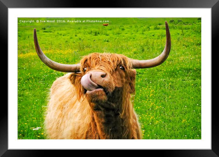 Hairy cow with long horns and long tongue Framed Mounted Print by Sue Wood