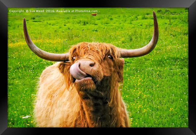 Hairy cow with long horns and long tongue Framed Print by Sue Wood