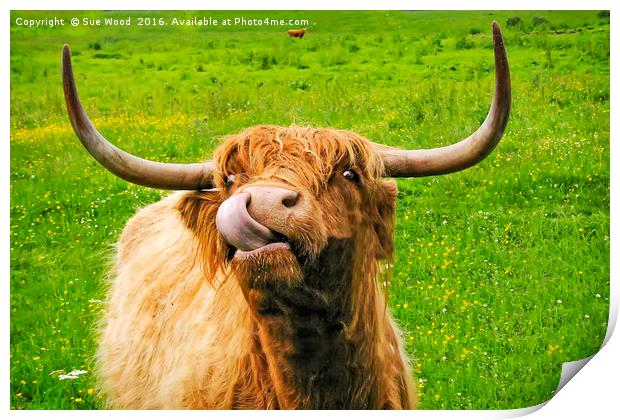 Hairy cow with long horns and long tongue Print by Sue Wood