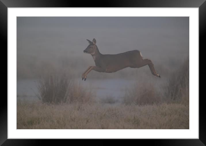 Roe Deer Framed Mounted Print by Don Davis