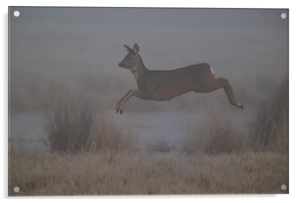 Roe Deer Acrylic by Don Davis