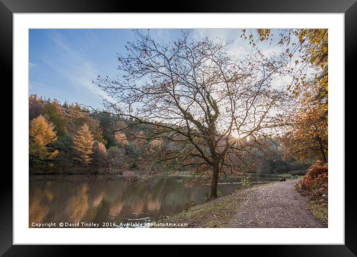 Autumn Reflected - 6 Framed Mounted Print by David Tinsley