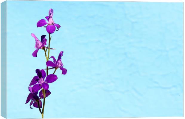 Purple Delphinium Space to Think Canvas Print by John Williams