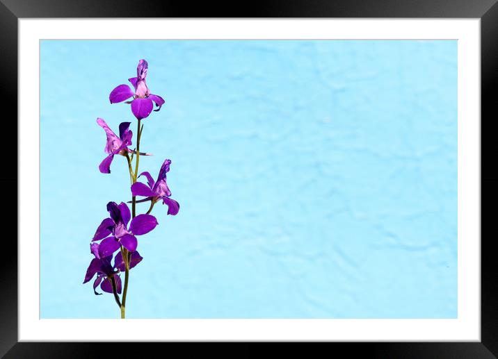 Purple Delphinium Space to Think Framed Mounted Print by John Williams