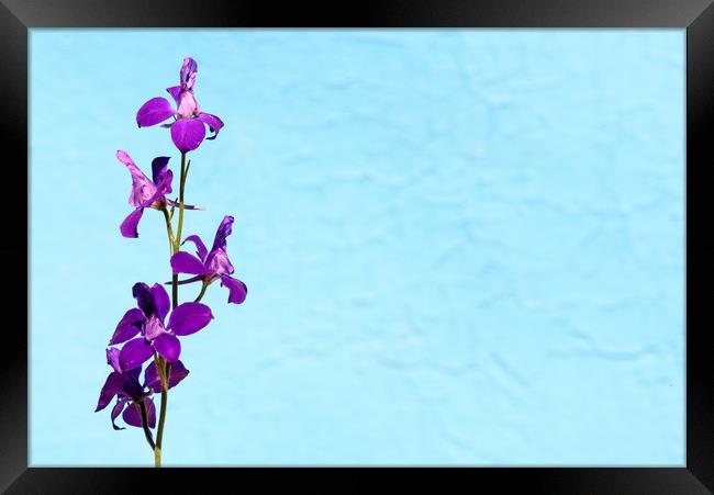 Purple Delphinium Space to Think Framed Print by John Williams