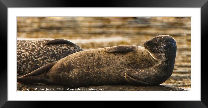 Common Seal Framed Mounted Print by Tom Dolezal