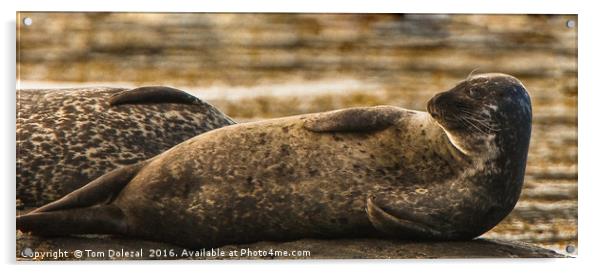 Common Seal Acrylic by Tom Dolezal