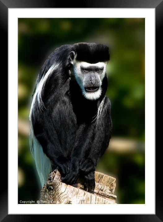 Black-and-white colobus monkey Framed Mounted Print by Tom Dolezal