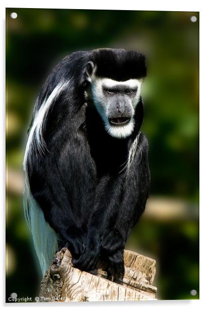 Black-and-white colobus monkey Acrylic by Tom Dolezal