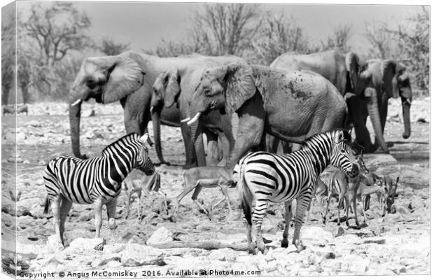 No room at the waterhole mono Canvas Print by Angus McComiskey