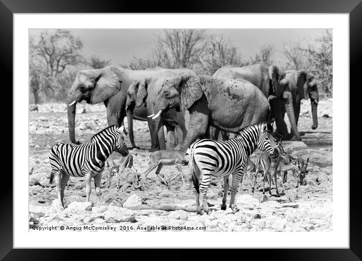 No room at the waterhole mono Framed Mounted Print by Angus McComiskey