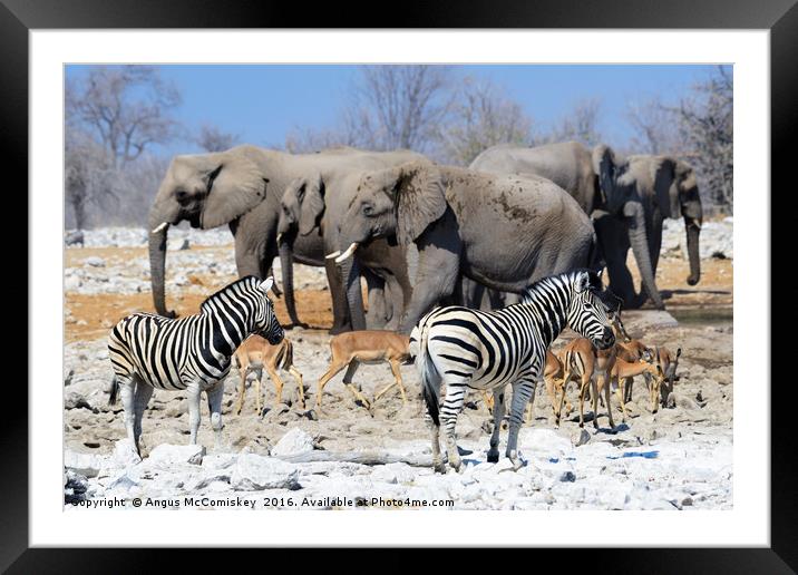 No room at the waterhole Framed Mounted Print by Angus McComiskey