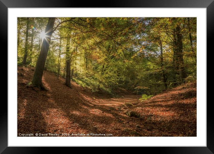 Autumn Woodland  Sunrise Framed Mounted Print by David Tinsley