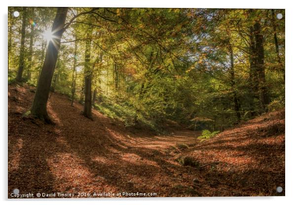 Autumn Woodland  Sunrise Acrylic by David Tinsley