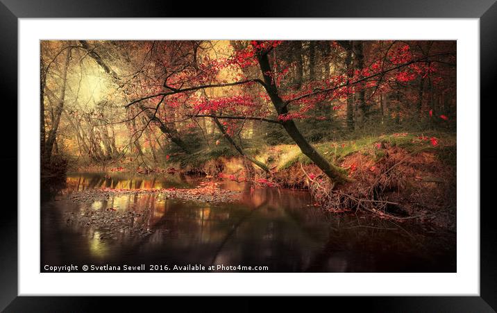 Dreamy Autumn Forest Framed Mounted Print by Svetlana Sewell