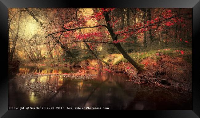 Dreamy Autumn Forest Framed Print by Svetlana Sewell