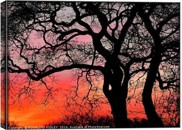 "SUNRISE THROUGH THE TREES" Canvas Print by ROS RIDLEY