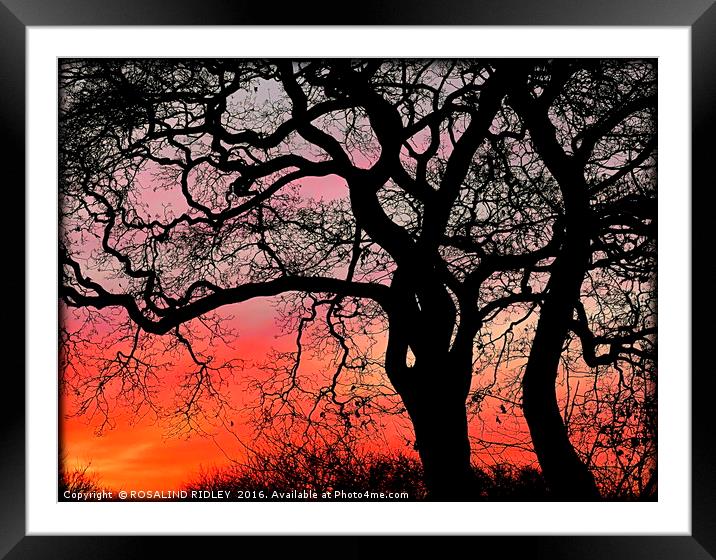 "SUNRISE THROUGH THE TREES" Framed Mounted Print by ROS RIDLEY