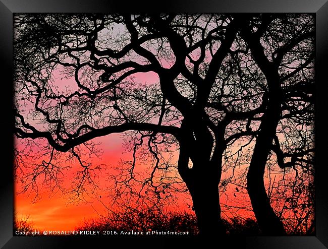 "SUNRISE THROUGH THE TREES" Framed Print by ROS RIDLEY