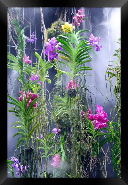 Orchids Framed Print by Ranko Dokmanovic