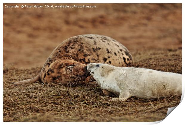 Grey Seal Cow and Pup.  Print by Peter Hatter