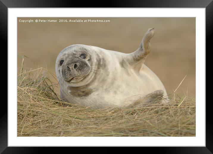 Grey Seal pup. Framed Mounted Print by Peter Hatter