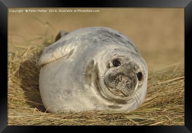 Grey Seal Pup. Framed Print by Peter Hatter
