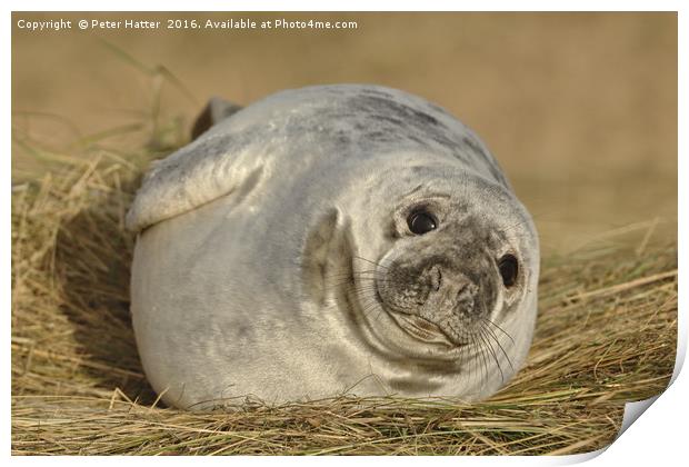 Grey Seal Pup. Print by Peter Hatter
