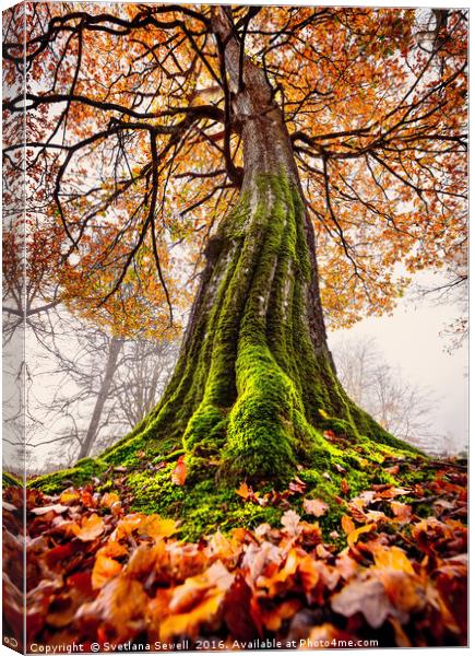 The Power of Roots Canvas Print by Svetlana Sewell