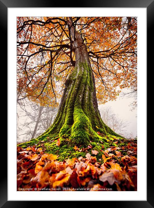 The Power of Roots Framed Mounted Print by Svetlana Sewell