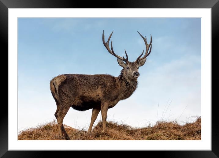 Red Deer Stag  in Scotland Framed Mounted Print by Derek Beattie