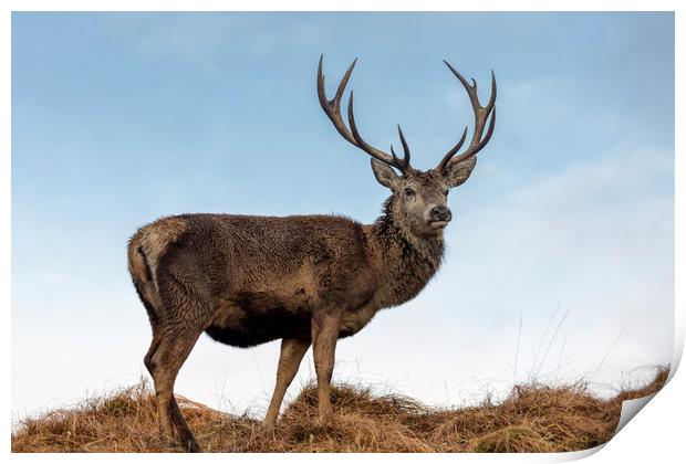 Red Deer Stag  in Scotland Print by Derek Beattie