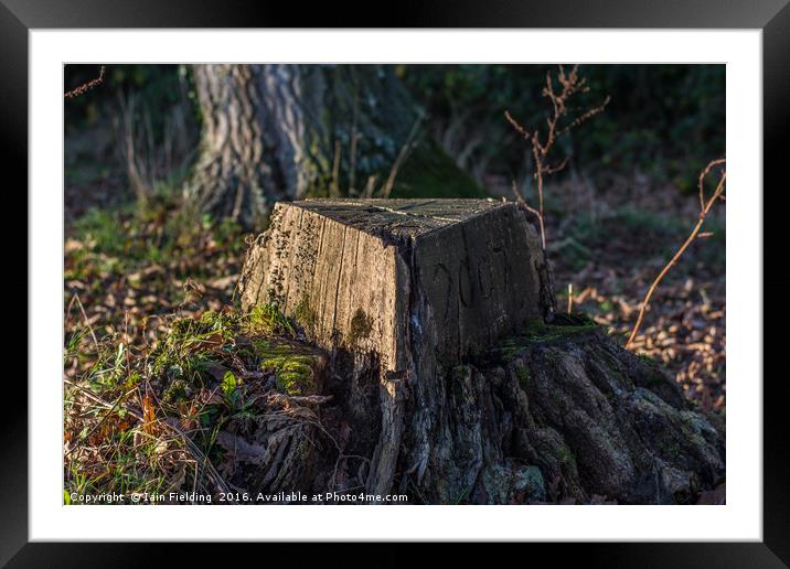 Tree Stump Framed Mounted Print by Iain Fielding