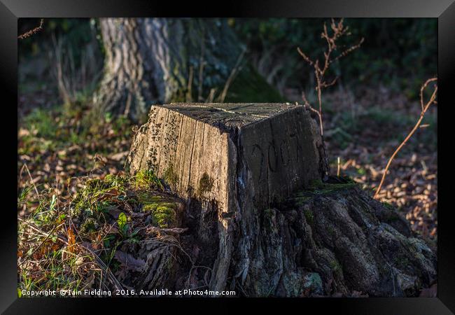 Tree Stump Framed Print by Iain Fielding