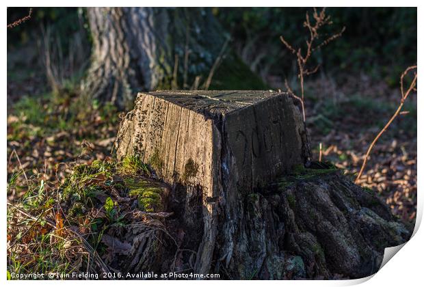 Tree Stump Print by Iain Fielding