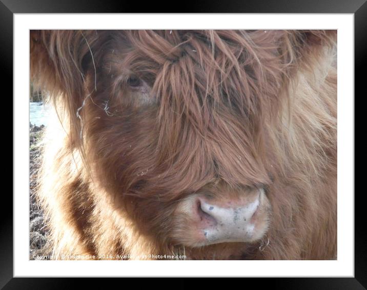Highland cow Farm cattle Framed Mounted Print by sharon rice