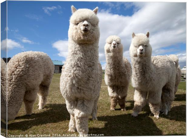 Group of Alpacas Canvas Print by Alan Crawford